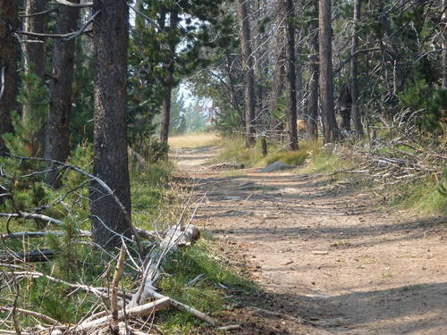 GDMBR: Cycling on another Unnamed/Unmarked National Forest Road, Montana.